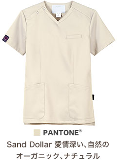 サンドダラー(10)